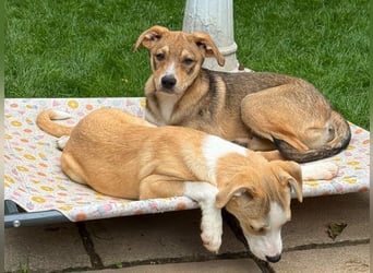 ♥HENRY♥ auf Pflegestelle bei Köln - zuckersüßer kleiner Sonnenschein 46 cm (wachsend)
