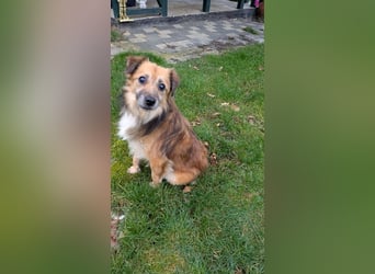 ♥DIDRIK♥ auf Pflegestelle bei Köln - süßer, lieber, dankbarer, blinder Purzel 45 cm