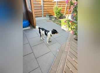 SOARE, aktiver Rüde, Pflegestelle Duisburg, 6 Monate, 50 cm, Tierschutz Rumänien