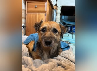 ♥DIDRIK♥ auf Pflegestelle bei Köln - süßer, lieber, dankbarer, blinder Purzel 45 cm