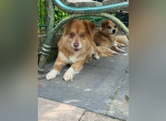 ♥BENNY♥ auf Pflegestelle bei Köln - süßer, ganz menschenbezogener Rüde 42cm