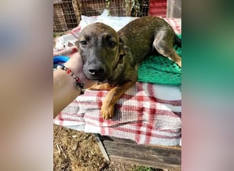 ♥MARCO♥ süßer, ganz lieber und menschenbezogener Rüde mit sanftem Charakter 46 cm