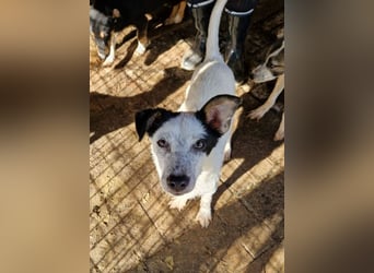 ♥KOBOLD♥ hübscher, sehr lieber Rüde 45 cm - wer schenkt ihm ein Zuhause?