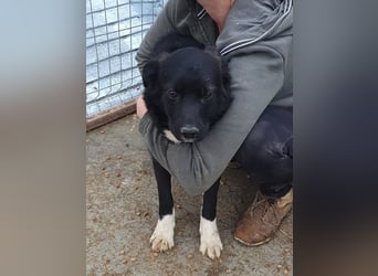 ♥MARVIN♥ zuckersüßer, ganz lieber, im Tierheim völlig verängstigter armer Schatz 48 cm