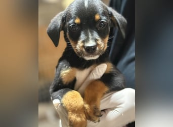 ⭐️Mokka ⭐️, sanfter Welpe, Rüde, 3 Monate, 20 cm (im Wachstum), Mischling, Tierschutz Rumänien