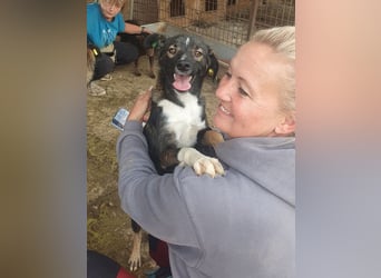 ♥HEIKO♥ zarter, ganz verschmuster und menschenbezogener Jungrüde 49 cm