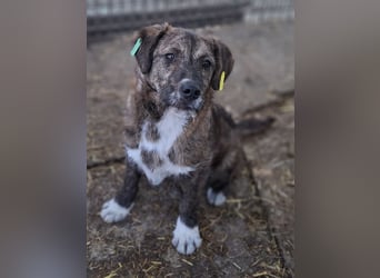♥FREDDIE♥ wunderschöner, fröhlicher, ganz aufgeschlossener Junior 41 cm