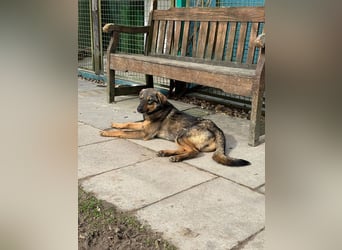 ♥FEE♥ auf Pflegestelle bei Köln - hübsche, ruhige, eher zurückhaltende, unkomplizierte Juniorin 49cm