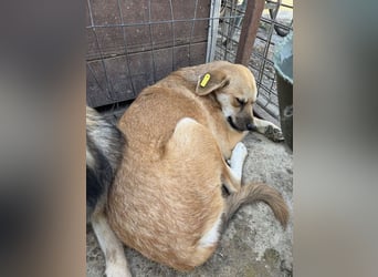 ♥CORA♥ elegante, ruhige, feinsinnige Hündin, die in sich ruht 45 cm