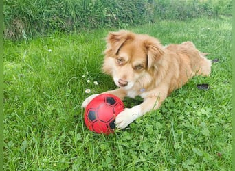 ♥BENNY♥ auf Pflegestelle bei Köln - süßer, ganz menschenbezogener Rüde 42cm