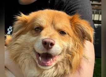 ♥BENNY♥ auf Pflegestelle bei Köln - süßer, ganz menschenbezogener Rüde 42cm