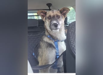 OLIVIA, Traumhündin, 2 Jahre, 50 cm, Pflegestelle 53773, Tierschutz Rumänien