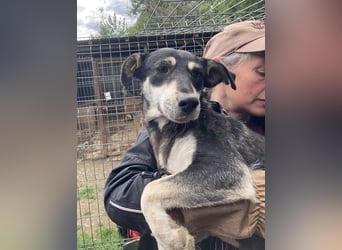 ♥RONI♥ sanfte,hübsche, liebe,anfangs noch schüchterne Hündin,die sicher schnell Vertrauen fasst 47cm