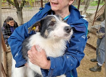 ♥FLORENCE♥ ab 9. Mai auf Pflegestelle bei Köln - bezaubernde, anfangs noch vorsichtige Hündin 48cm