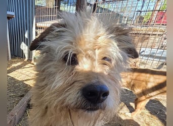 ♥PUMBA♥ hübsche, ruhige, sensible, ganz liebe Hündin mit längerem Fell 47 cm