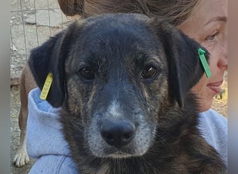 ♥RUSTY♥ unfassbar verschmuster und kuschelbedürftiger, wunderschöner, gestromter Rüde 49 cm