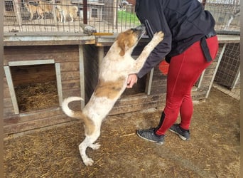 ♥MIRCO♥ wunderschöner tricolor-farbener, aufgeschlossener, verspielter Jungrüde - wird mittelgroß