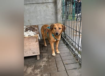 ♥BECKY♥ auf Pflegestelle in Köln - zuckersüße, hübsche, noch vorsichtige Hündin 45cm