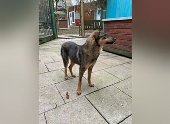 ♥FEE♥ auf Pflegestelle bei Köln - hübsche, ruhige, eher zurückhaltende, unkomplizierte Juniorin 49cm