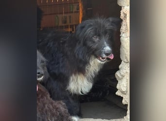 ⭐️GIAN⭐️, toller Begleiter, Rüde, 1 Jahr, 50 cm, Mischling, Tierschutz Rumänien
