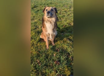 ♥DIDRIK♥ auf Pflegestelle bei Köln - süßer, lieber, dankbarer, blinder Purzel 45 cm