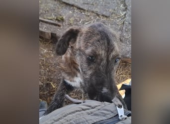 ♥FREDDIE♥ wunderschöner, fröhlicher, ganz aufgeschlossener Junior 41 cm