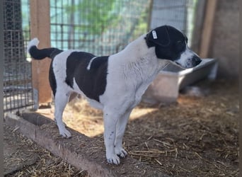 ♥AFRICA♥ zuckersüße, hübsche, noch unsichere Juniorin 42 cm