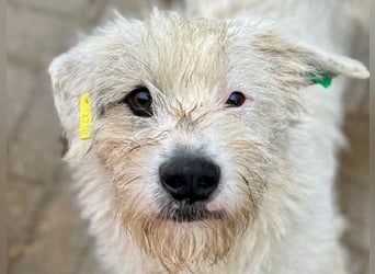 ♥KOKOS♥ süßer, ganz lieber und verschmuster Junghund, der ganz neu im Tierheim gelandet ist 40-45 cm