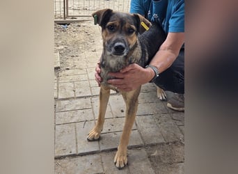 ♥BEN♥ Traumhund mit wundervollem Charakter, der auf seine Menschen wartet 49 cm