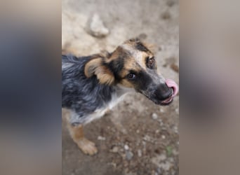 ⭐️ANDOR ⭐️, süßer Sonnenschein, Welpe, 6 Monate, 43 cm, Mischling, Tierschutz Rumänien