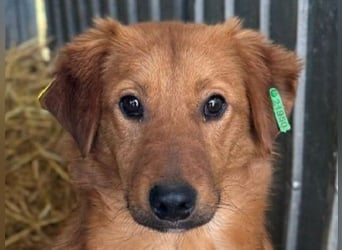 ♥MARIO♥ hübscher roter, ganz lieber, noch zurückhaltender Jungrüde 45 cm