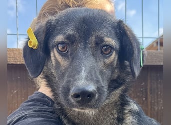 ♥JACKOMO♥ zarte, junge, schmale, stille Seele, die sichtbar im Tierheim sehr leidet 50 cm
