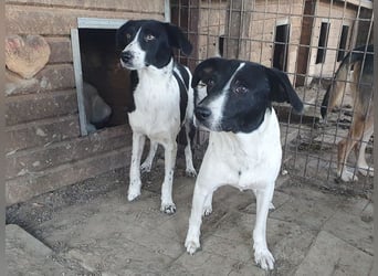♥SIMON♥ sehr menschenbezogener, hübscher Junghund, der als Familienhund geeignet ist 45 cm
