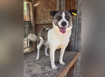 ♥SALLY♥ bildhübsche, ausgesprochene temperamentvolle und ganz menschenbezogene Hündin 46 cm