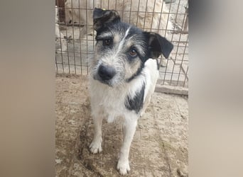 ♥FRIDO♥ süßer, hübscher, neugieriger Hundejunge mit terrierähnlichem Aussehen 49 cm