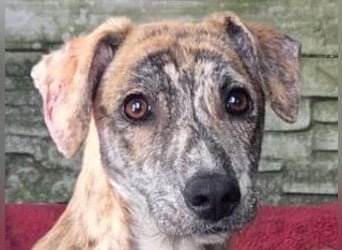 ♥NICKY♥ am 11. Okt bei "Tiere suchen ein Zuhause" - hübsche, verschmuste, aufgeweckte Juniorin 45 cm