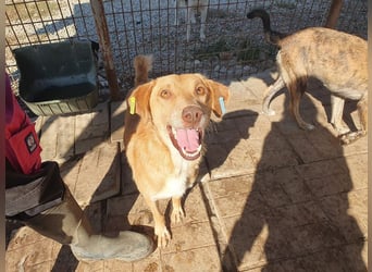 ♥SANTOS♥ anhänglicher, fröhlicher, aktiver, ganz toller Rüde 44 cm