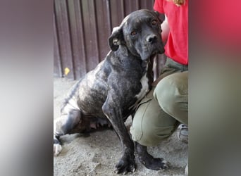 ⭐️ALBA⭐️, Knutschkugel, Cane-Corso-Mix, 49 cm, 1 Jahr, Tierschutz Rumänien