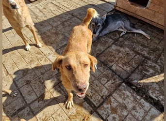 ♥SANTOS♥ anhänglicher, fröhlicher, aktiver, ganz toller Rüde 44 cm