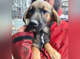 ♥MARIOLA♥ zuckersüße, liebe, noch etwas unsichere Hündin 46 cm