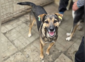 ♥BEN♥ Traumhund mit wundervollem Charakter, der auf seine Menschen wartet 49 cm