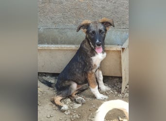 ♥HAZEL♥ wunderschöne, ganz menschenbezogene Herzenshündin - wird mittelgroß