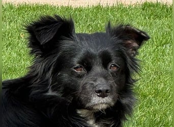 ♥ZELDA♥ auf Pflegestelle in Köln - ganz niedliche, kleine, noch etwas unsichere Hündin 41cm