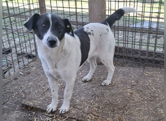♥AFRICA♥ zuckersüße, hübsche, noch unsichere Juniorin 42 cm