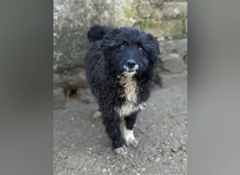 ⭐️GIRLIE⭐️, wundervolle Junghündin, 1 Jahr, 48 cm, Mischling, Tierschutz Rumänien