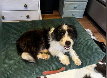 ♥OLE♥ neu auf Pflegestelle bei Köln - süßer, unkomplizierter, lieber Rüde mit tollem Charakter 45cm