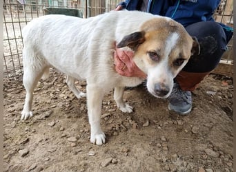 ♥MONTANA♥ süße, unkomplizierte, liebe, ruhige Hündin, die schon 2 Jahre im Tierheim wartet 49 cm
