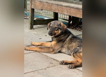 ♥FEE♥ auf Pflegestelle bei Köln - hübsche, ruhige, eher zurückhaltende, unkomplizierte Juniorin 49cm