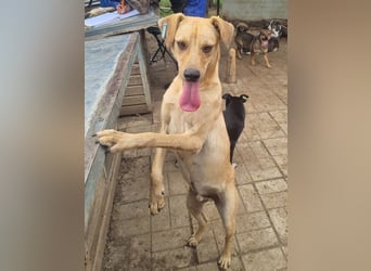 ♥FOXY♥ ganz lieber, fröhlicher, goldfarbener Blitz, der noch nie in Freiheit toben durfte 48 cm