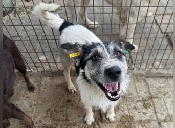 ♥FRIDO♥ süßer, hübscher, neugieriger Hundejunge mit terrierähnlichem Aussehen 49 cm